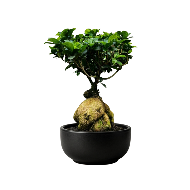 Ficus Bonsai